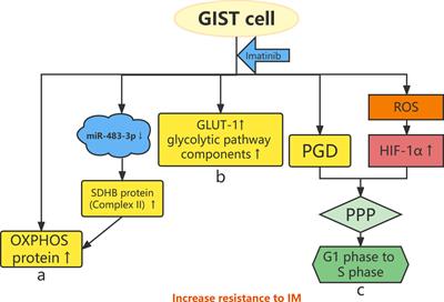 Advances in the research of the mechanism of secondary resistance to imatinib in <mark class="highlighted">gastrointestinal stromal tumors</mark>
